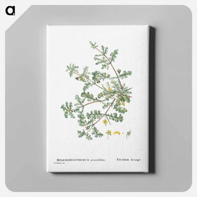 アートパネル-Mesembryanthemum Pinnatifidum (Jagged–Leaved Mesembryanthemum) - ピエール ジョゼフ ルドゥーテ Canvas.