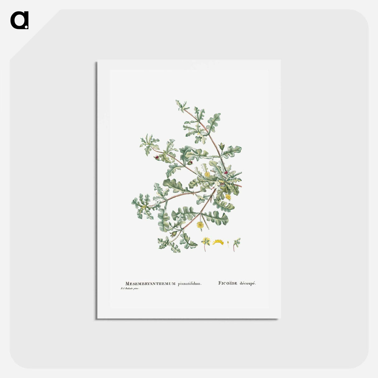 アートポストカード-Mesembryanthemum Pinnatifidum (Jagged–Leaved Mesembryanthemum) - ピエール ジョゼフ ルドゥーテ Postcard.