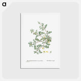 アートポストカード-Mesembryanthemum Pinnatifidum (Jagged–Leaved Mesembryanthemum) - ピエール ジョゼフ ルドゥーテ Postcard.