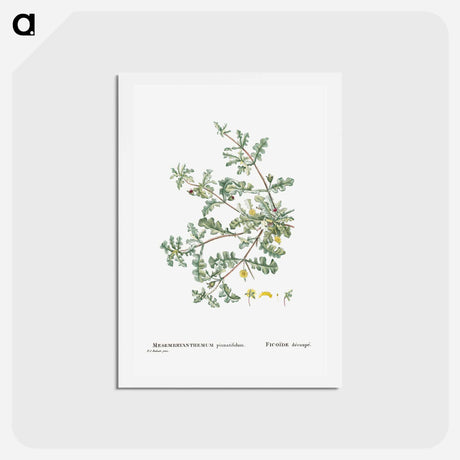 アートポストカード-Mesembryanthemum Pinnatifidum (Jagged–Leaved Mesembryanthemum) - ピエール ジョゼフ ルドゥーテ Postcard.