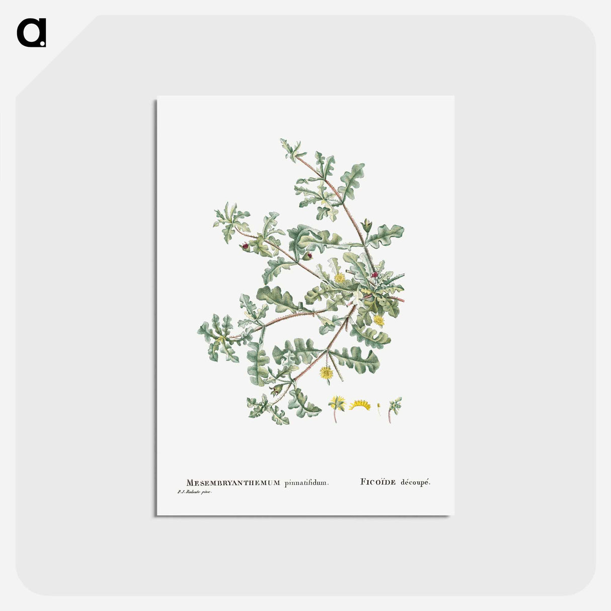 アートポストカード-Mesembryanthemum Pinnatifidum (Jagged–Leaved Mesembryanthemum) - ピエール ジョゼフ ルドゥーテ Postcard.