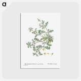 アートポストカード-Mesembryanthemum Pinnatifidum (Jagged–Leaved Mesembryanthemum) - ピエール ジョゼフ ルドゥーテ Postcard.