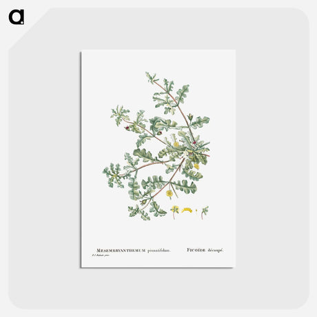 アートポストカード-Mesembryanthemum Pinnatifidum (Jagged–Leaved Mesembryanthemum) - ピエール ジョゼフ ルドゥーテ Postcard.