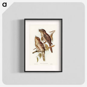 アートポスター-Podargus Phalaenoides and Moth-plumaged Podargus
 - オーストラリアの鳥 Poster.
