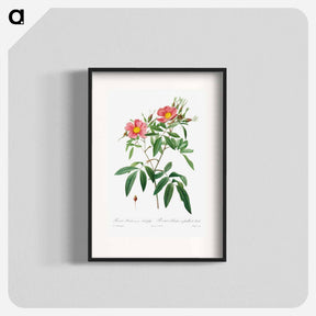 アートポスター-Rosa Hudsoniana Salicifolia
 - クリーブランド美術館 Poster.