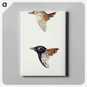 アートパネル-Buttonquail
 - ジョン グールド Canvas.