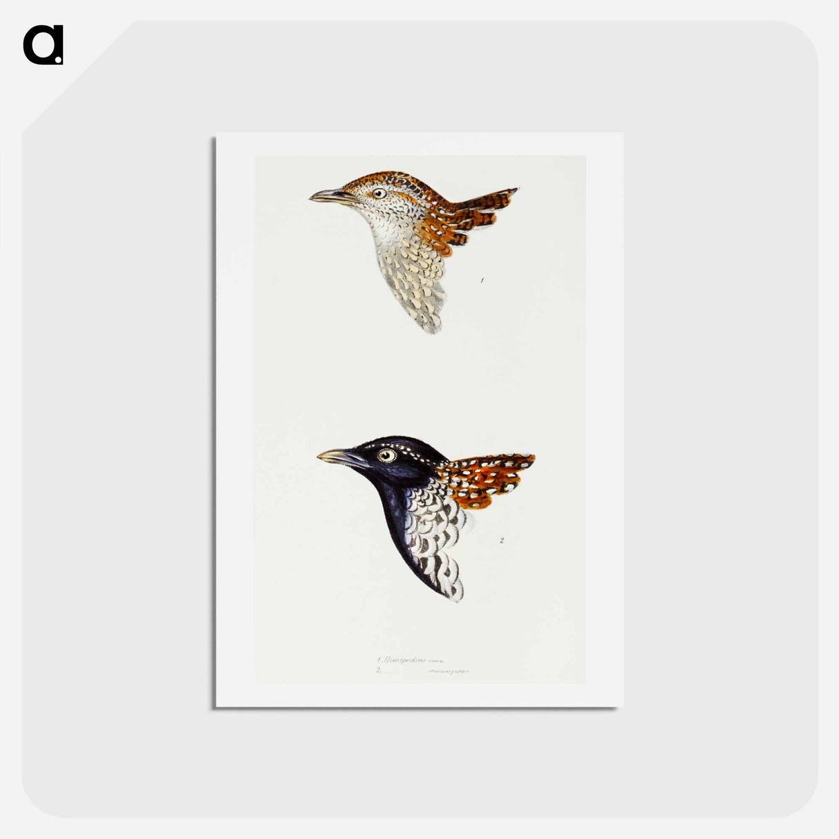 アートポストカード-Buttonquail
 - ジョン グールド Postcard.