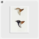 アートポストカード-Buttonquail
 - ジョン グールド Postcard.