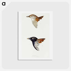 アートポストカード-Buttonquail
 - ジョン グールド Postcard.