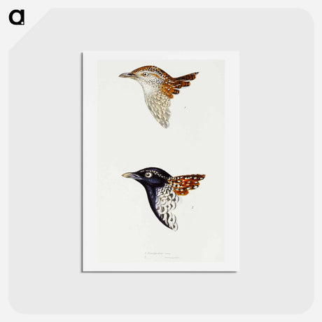 アートポストカード-Buttonquail
 - ジョン グールド Postcard.