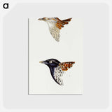 アートポストカード-Buttonquail
 - ジョン グールド Postcard.