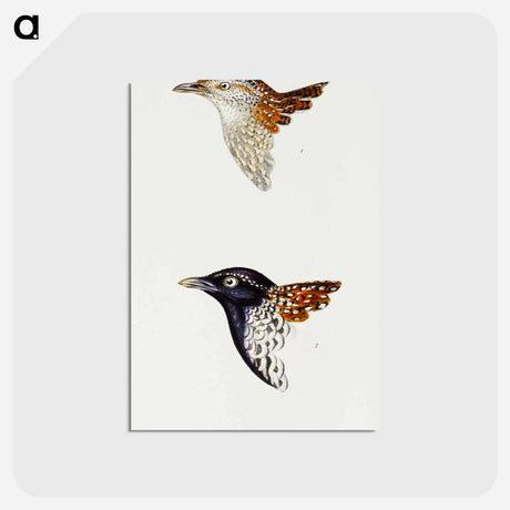 アートポストカード-Buttonquail
 - ジョン グールド Postcard.