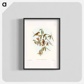 アートポスター-Green-backed Gerygone
 - オーストラリアの鳥 Poster.