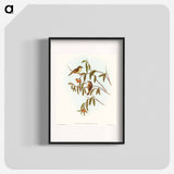 Green-backed Gerygone
 - オーストラリアの鳥 Poster.