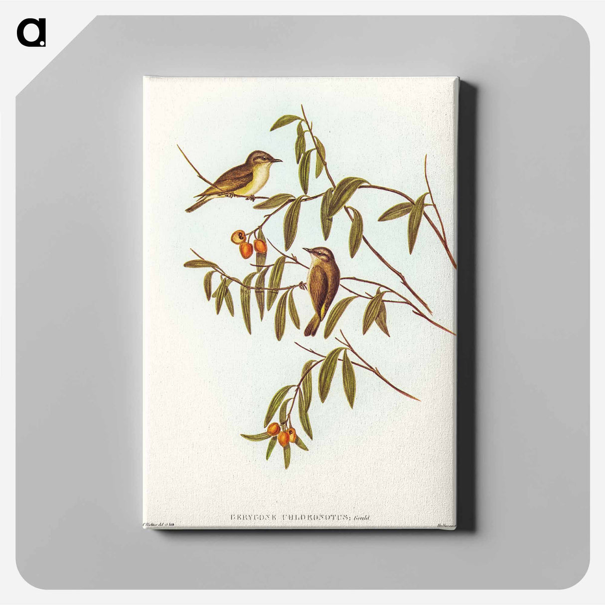 アートパネル-Green-backed Gerygone
 - オーストラリアの鳥 Canvas.