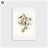 アートポストカード-Green-backed Gerygone
 - オーストラリアの鳥 Postcard.
