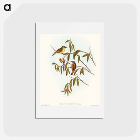 アートポストカード-Green-backed Gerygone
 - オーストラリアの鳥 Postcard.