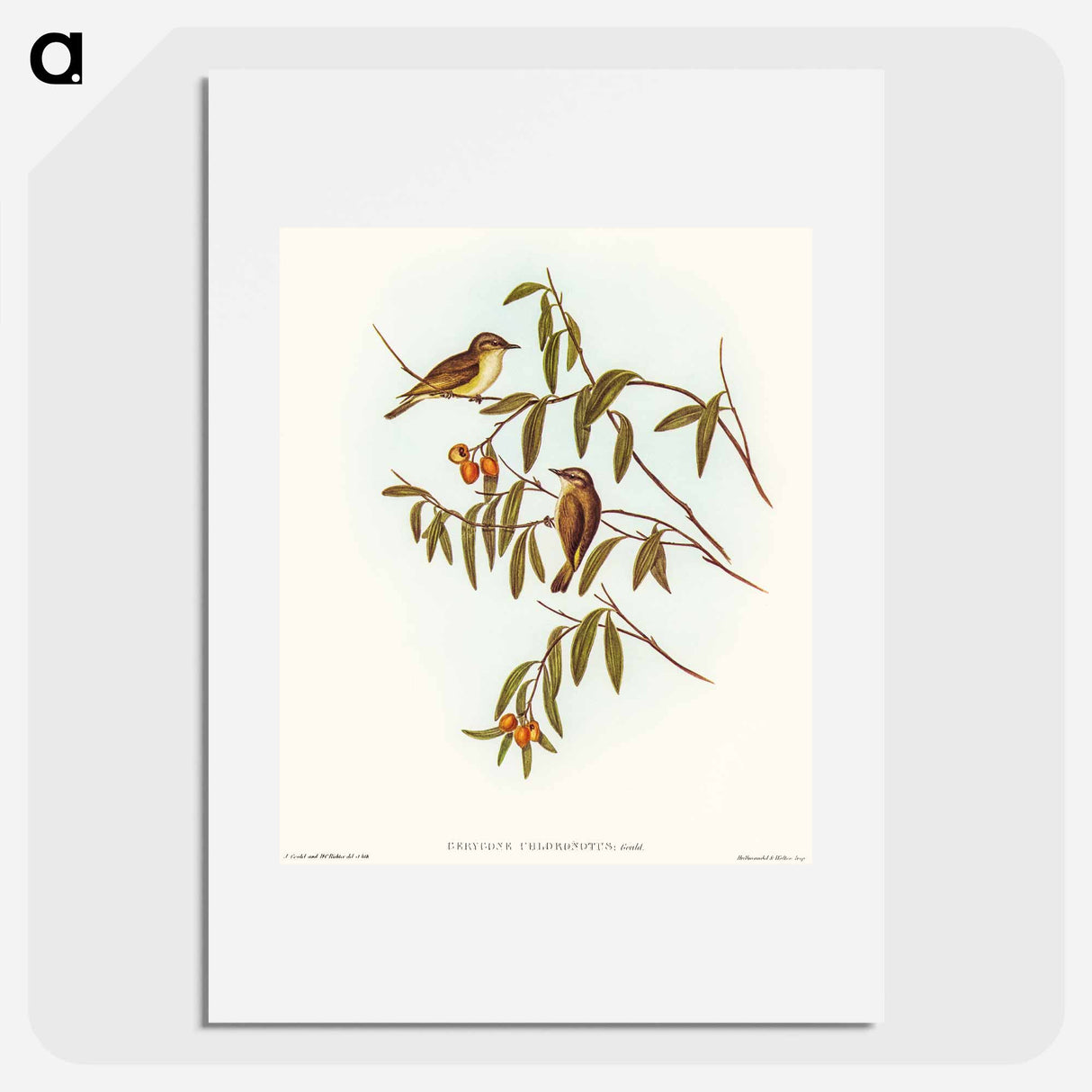 Green-backed Gerygone
 - オーストラリアの鳥 Poster.