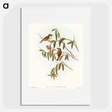 Green-backed Gerygone
 - オーストラリアの鳥 Poster.