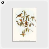 アートポストカード-Green-backed Gerygone
 - オーストラリアの鳥 Postcard.