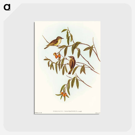 アートポストカード-Green-backed Gerygone
 - オーストラリアの鳥 Postcard.