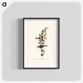 アートポスター-Yellow-faced Honey-eater
 - ジョン グールド Poster.