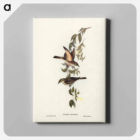 アートパネル-Yellow-faced Honey-eater
 - ジョン グールド Canvas.