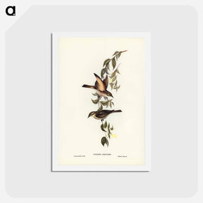 アートポストカード-Yellow-faced Honey-eater
 - ジョン グールド Postcard.
