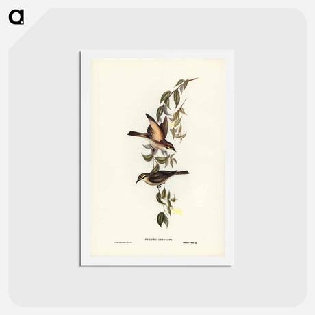 アートポストカード-Yellow-faced Honey-eater
 - ジョン グールド Postcard.