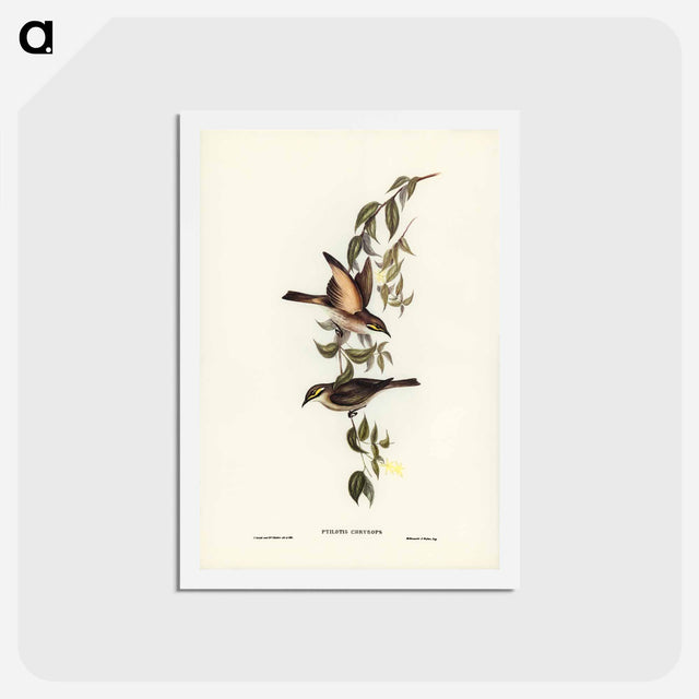 アートポストカード-Yellow-faced Honey-eater
 - ジョン グールド Postcard.