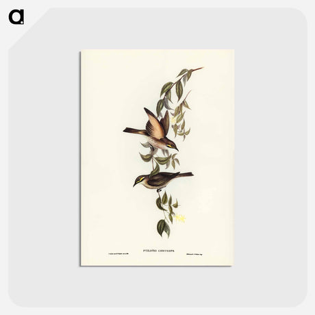 アートポストカード-Yellow-faced Honey-eater
 - ジョン グールド Postcard.