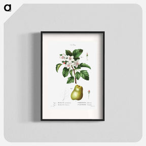 アートポスター-Sweet crabapple (Malus coronaria) 2. Apple (Malus dioica) - ピエール ジョゼフ ルドゥーテ Poster.