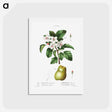 アートポストカード-Sweet crabapple (Malus coronaria) 2. Apple (Malus dioica) - ピエール ジョゼフ ルドゥーテ Postcard.