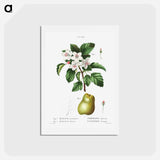 アートポストカード-Sweet crabapple (Malus coronaria) 2. Apple (Malus dioica) - ピエール ジョゼフ ルドゥーテ Postcard.
