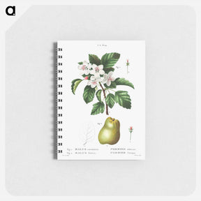 アートメモ帳-Sweet crabapple (Malus coronaria) 2. Apple (Malus dioica) - ピエール ジョゼフ ルドゥーテ Memo.