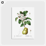 アートポストカード-Sweet crabapple (Malus coronaria) 2. Apple (Malus dioica) - ピエール ジョゼフ ルドゥーテ Postcard.