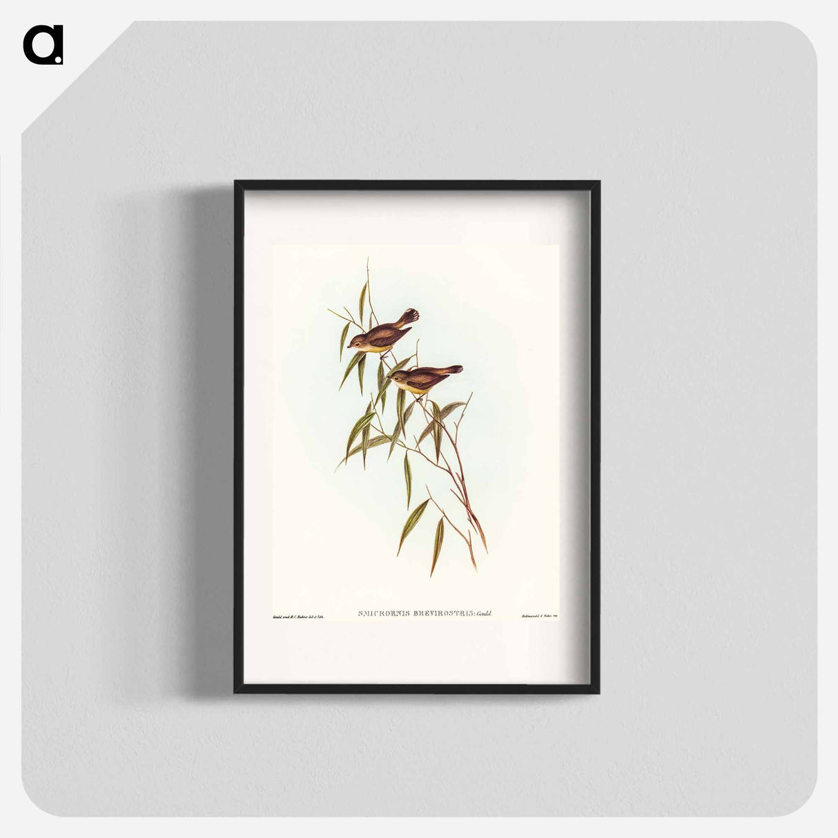 Short-billed Tree Tit
 - オーストラリアの鳥 Poster.