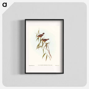 アートポスター-Short-billed Tree Tit
 - オーストラリアの鳥 Poster.