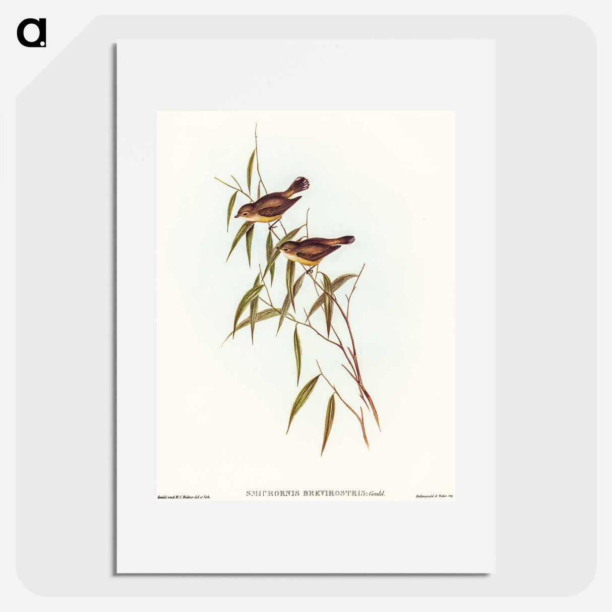 Short-billed Tree Tit
 - オーストラリアの鳥 Poster.