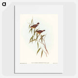 Short-billed Tree Tit
 - オーストラリアの鳥 Poster.