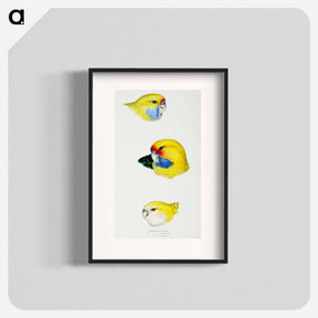 アートポスター-Australian Rosellas and Parrakeets
 - ジョン グールド Poster.