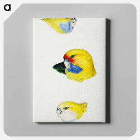 アートパネル-Australian Rosellas and Parrakeets
 - ジョン グールド Canvas.