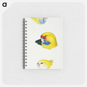 アートメモ帳-Australian Rosellas and Parrakeets
 - ジョン グールド Memo.