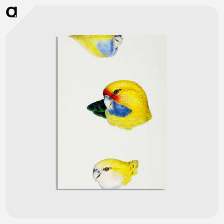 アートポストカード-Australian Rosellas and Parrakeets
 - ジョン グールド Postcard.