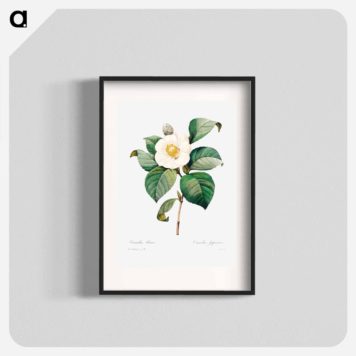 White Japanese camellia - ピエール ジョゼフ ルドゥーテ Poster.