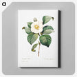 5-78_Pierre-Joseph-Redoute_canvas