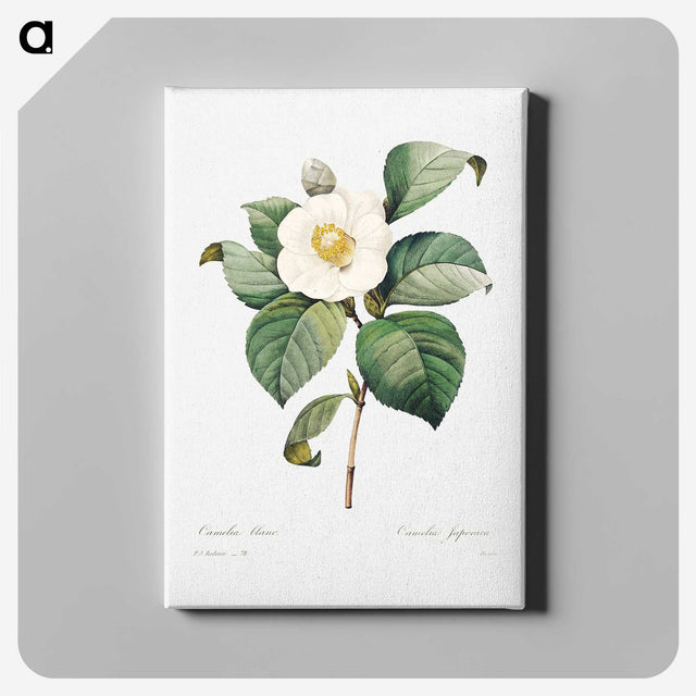 5-78_Pierre-Joseph-Redoute_canvas