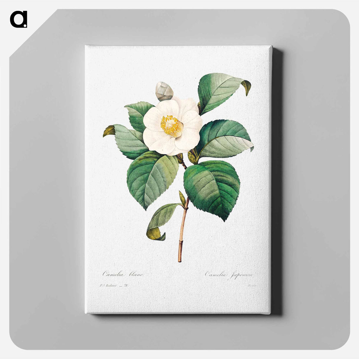 White Japanese camellia - ピエール ジョゼフ ルドゥーテ Canvas.