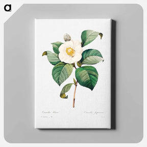 アートパネル-White Japanese camellia - ピエール ジョゼフ ルドゥーテ Canvas.
