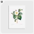 アートポストカード-White Japanese camellia - ピエール ジョゼフ ルドゥーテ Postcard.